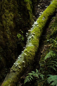 Moss growing on rocks in forest