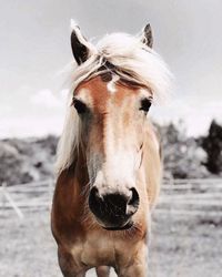 Close-up portrait of a horse