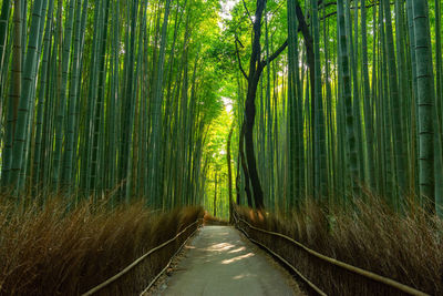 Beautiful scenic view of a bamboo forest in kyoto, japan