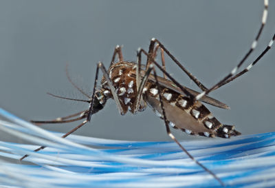 Close-up of spider