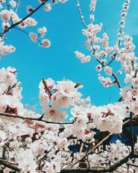 Low angle view of cherry blossom tree