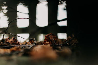 Close-up of dry leaves on window