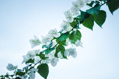 Low angle view of flowering plant against clear sky