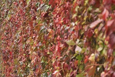 Full frame shot of red leaves and trees