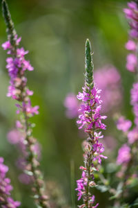 Close-up of pink flowering plant