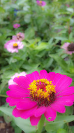 Close-up of pink cosmos blooming outdoors