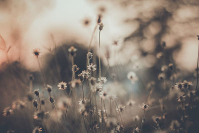 Close-up of flowering plants on field