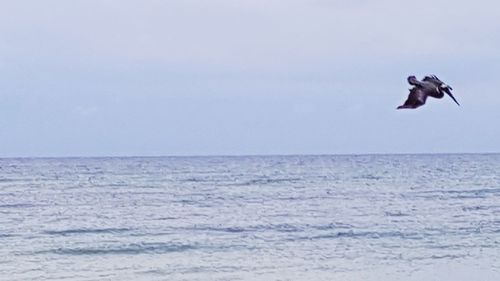 Bird flying over sea against clear sky