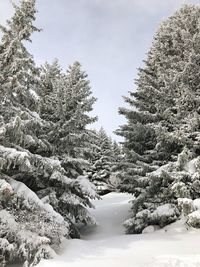 Snow covered pine trees in forest against sky