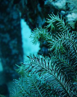 Close-up of leaves in sea