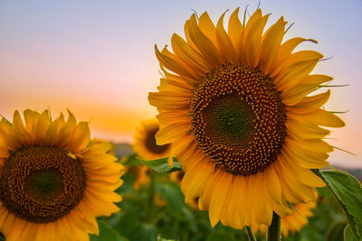 Close-up of sunflower blooming on field against sky