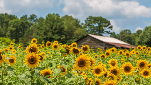 Close-up of yellow flowering plants on field against cloudy sky