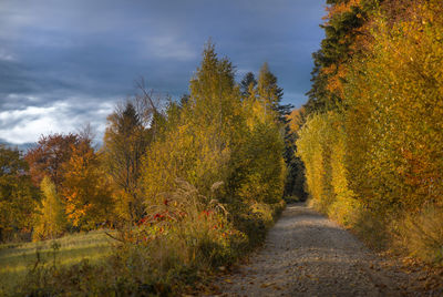 Trees in forest during autumn