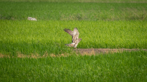 View of a bird on field