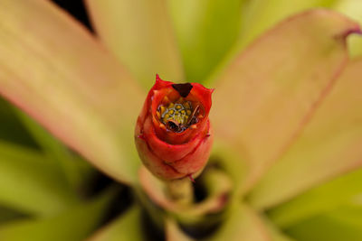 Close-up of red rose flower