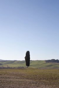 Scenic view of field against clear sky