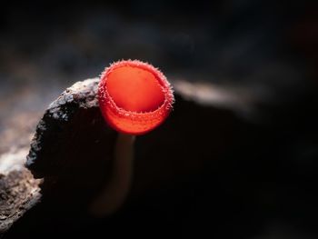 Fungi cup red mushroom champagne cup or pink burn cup on decay wood in forest. 