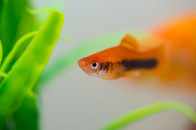 Close-up of fish swimming in sea