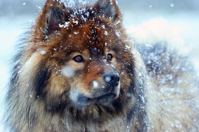 Close-up of a dog