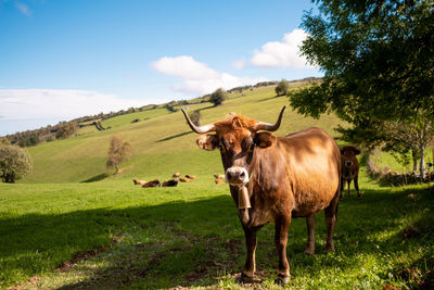 Closeup of galician blonde cows, known as rubia gallega in the countryside of galicia, in spain. 