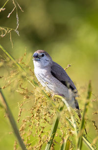 Close-up of bird perching on plant