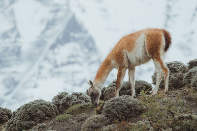 Guanaco grazing by plants