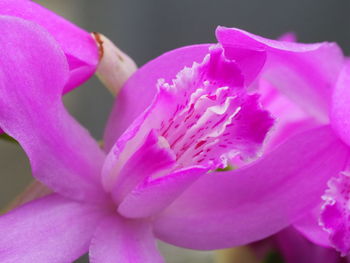 Close-up of pink orchid