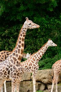 Side view of giraffes at longleat safari park