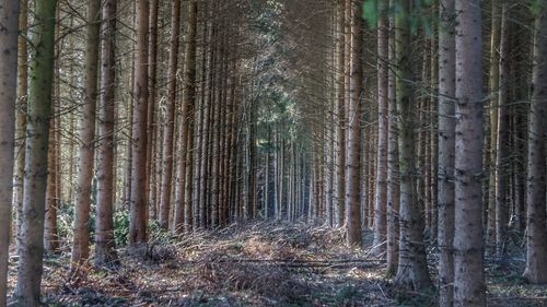 Trees growing in forest