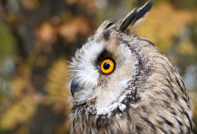 Close-up of a bird