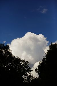 Low angle view of trees against blue sky