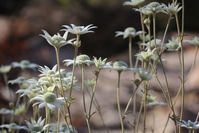 Close-up of white flowering plants
