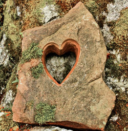 Close-up of heart shape on tree trunk