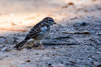 Sparrow perching on ground