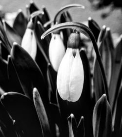 Close-up of flowers