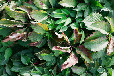 Full frame shot of leaves