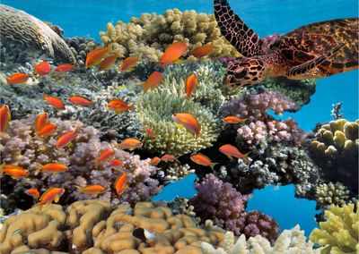 The underwater scenery of the sea is very beautiful, indonesia's marine habitat