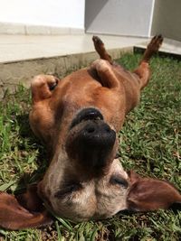 Close-up of a dog on field