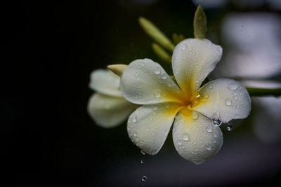 Close-up of water drops on purple flower