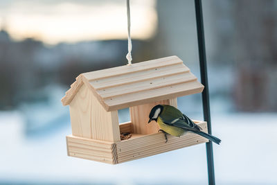 Close-up of bird feeder