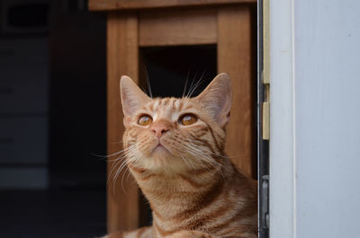 Close-up portrait of cat