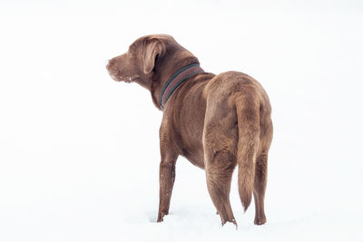 Side view of a dog over white background