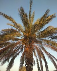 Low angle view of palm tree against clear sky