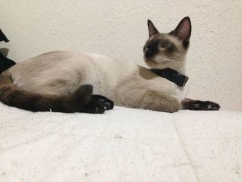 Close-up of cat relaxing on floor