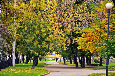 Trees in city