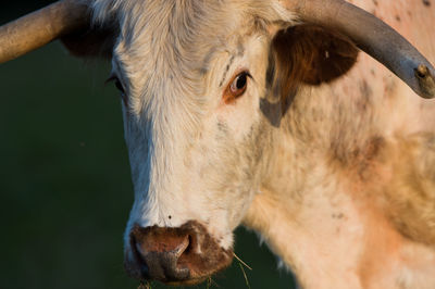 Close-up of cow