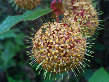 Close-up of succulent plant
