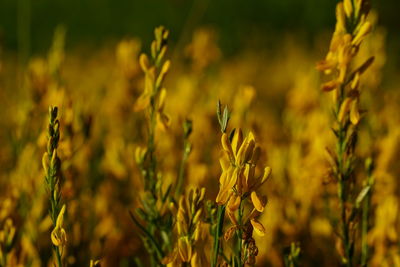 Close-up of crops growing on field