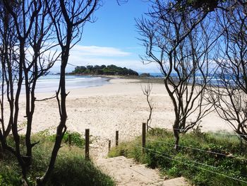 Bare trees on landscape against sky