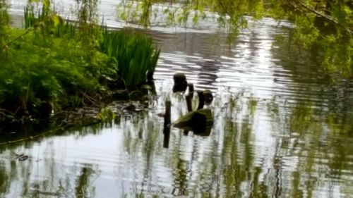 Reflection of trees in water